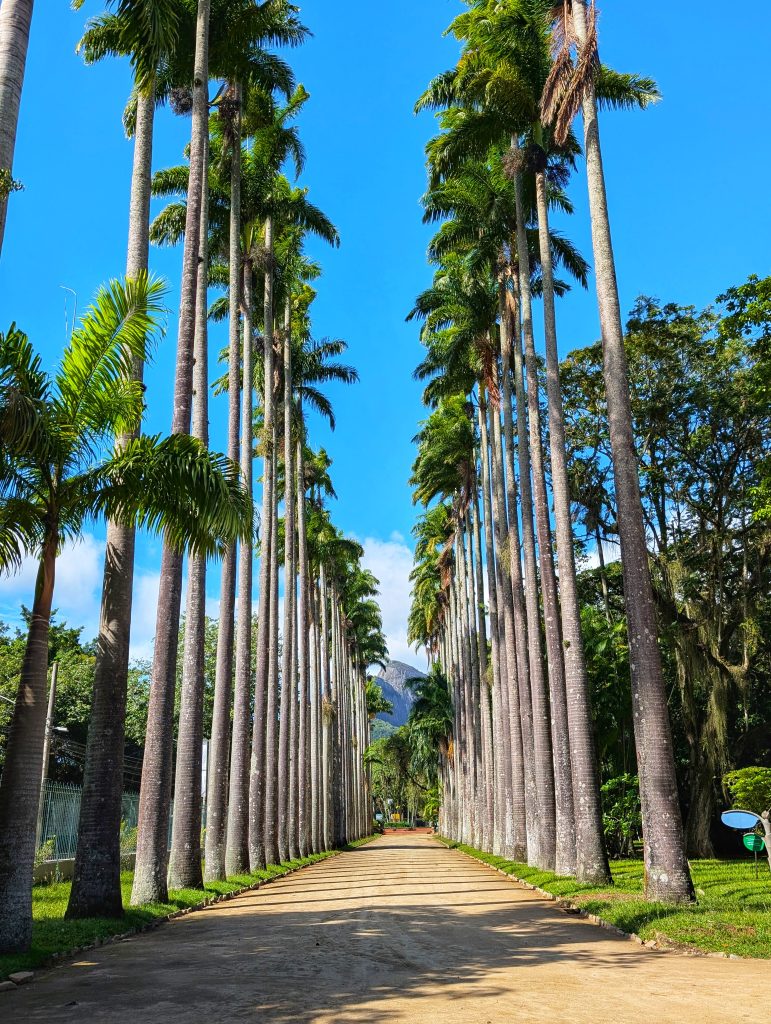 Jardin Botanique Rio de Janeiro, Palmeraie royale