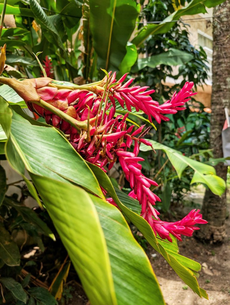 Ilha da Gigoia- Rio de Janeiro